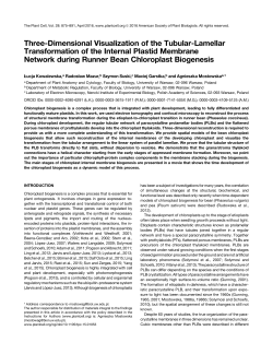 Three-Dimensional Visualization of the Tubular
