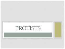 protists - TeacherWeb