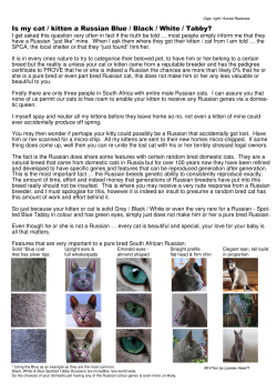 Is my cat / kitten a Russian Blue / Black / White