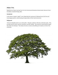 Adopt a Tree