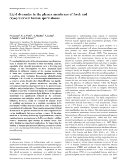 Lipid dynamics in the plasma membrane of fresh and cryopreserved