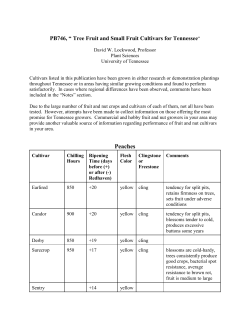 Peaches - University of Tennessee Extension