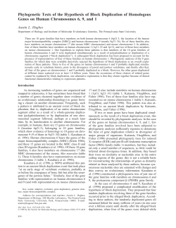 Phylogenetic Tests of the Hypothesis of Block Duplication of