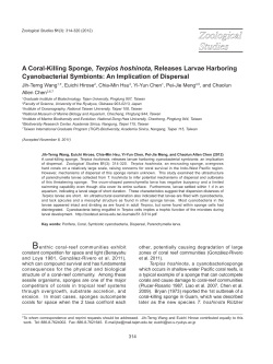 A Coral-Killing Sponge, Terpios hoshinota, Releases Larvae