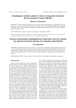 Uropatagium venation pattern in bats as diagnostic character (by the