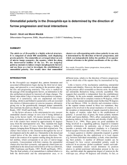 Ommatidial polarity in the Drosophila eye is