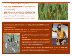 Ca ails, Ca ails, Everywhere