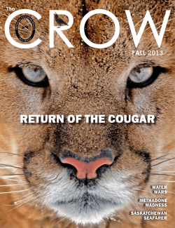 return of the cougar - University of Regina
