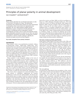 Principles of planar polarity in animal development