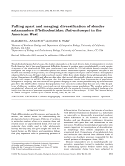 Falling apart and merging: diversification of slender salamanders