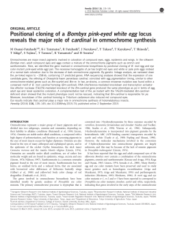 Positional cloning of a Bombyx pink-eyed white egg locus