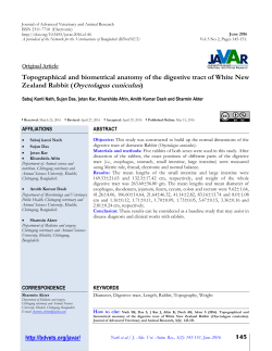 Zealand Rabbit (Oryctolagus cuniculus)