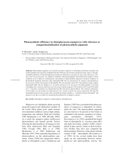 Photosynthetic efficiency in rhizophoracean mangroves with