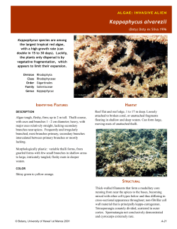 Algae sheets-invasive alien - University of Hawaii System