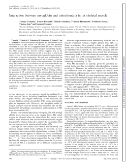 Interaction between myoglobin and mitochondria in rat skeletal muscle