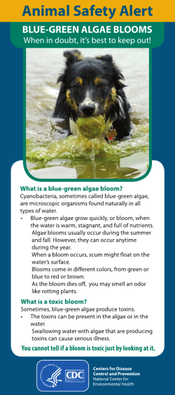 BLUE-GREEN ALGAE BLOOMS