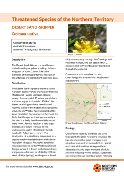 Desert sand skipper - Northern Territory Government