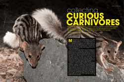 curious carnivores