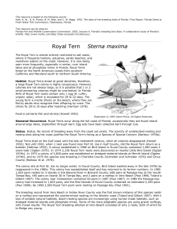 Royal Tern