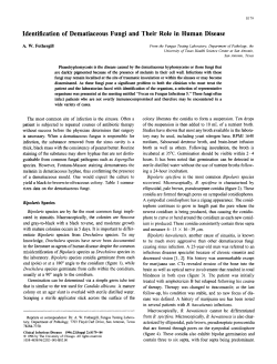 Identification of Dematiaceous Fungi and Their Role in Human