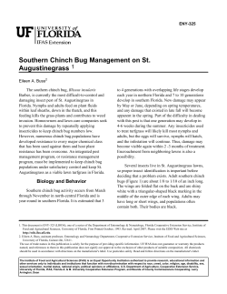 Southern Chinch Bug Management on St.Augustine Grass