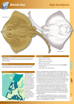 Blonde Ray - The Shark Trust
