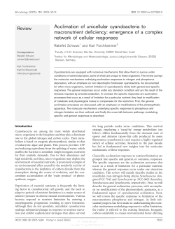 Acclimation of unicellular cyanobacteria to