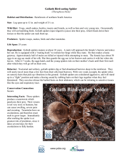 Goliath Bird-eating Spider