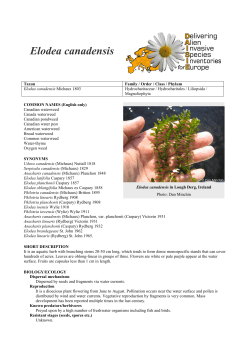Elodea canadensis - Delivering Alien Invasive Species Inventories