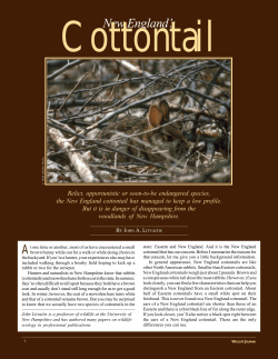 Cottontail Story for PDF