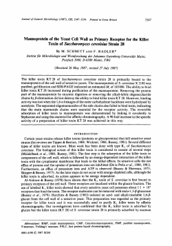 Mannoprotein of the Yeast Cell Wall as Primary