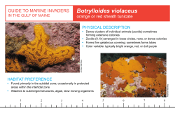 Botrylloides violaceus - Salem Sound Coastwatch