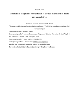 Mechanism of dynamic reorientation of cortical microtubules due to