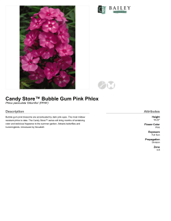 Candy Store&trade; Bubble Gum Pink Phlox