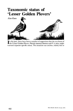 Taxonomic status of `Lesser Golden Plovers`