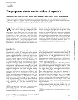 The prepower stroke conformation of myosin V