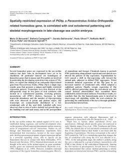 Otp expression and skeletal patterning - Development