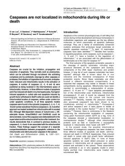 Caspases are not localized in mitochondria during life or