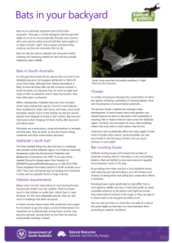 Bats in your backyard - Natural Resources South Australia