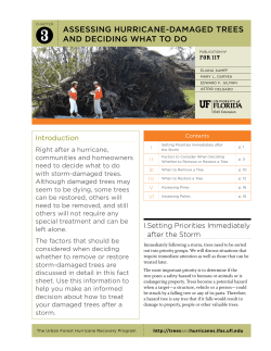 Assessing hurricane-damaged trees and deciding what to do
