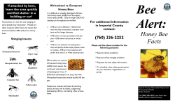 Bee Fact Sheet (English) - Imperial County Public Health Department