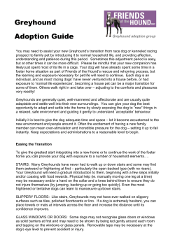 Greyhound Adoption Guide