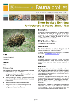 Short-beaked echidna (Tachyglossus aculeatus)