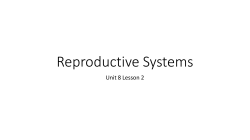 Male Reproductive System
