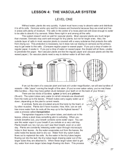 lesson 4: the vascular system