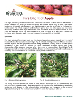 Fire Blight of Apple - Government of New Brunswick