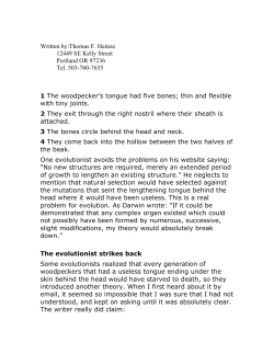 The Woodpecker - Creation Instruction Association