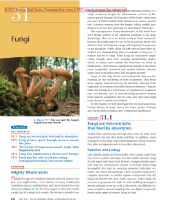 Mighty Mushrooms Fungi are heterotrophs that feed by absorption