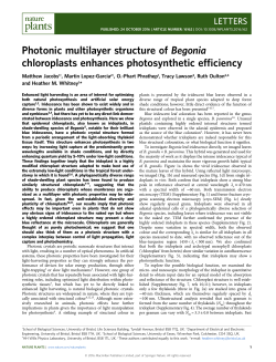 Photonic multilayer structure of Begonia chloroplasts