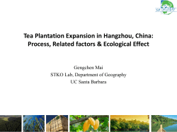 Tea Plantation Expansion in Hangzhou, China